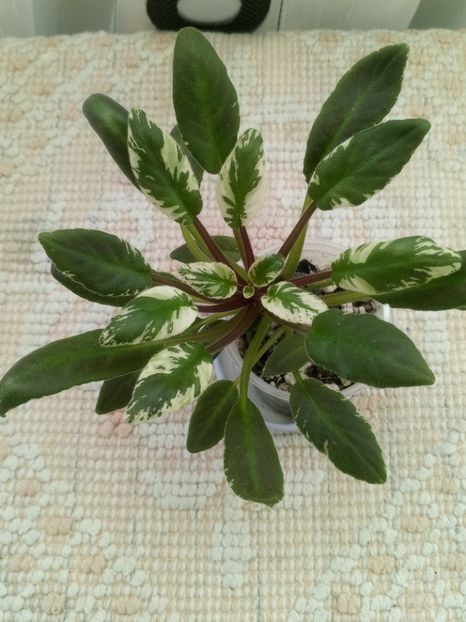 2 ian - Senk s Azalea Trail