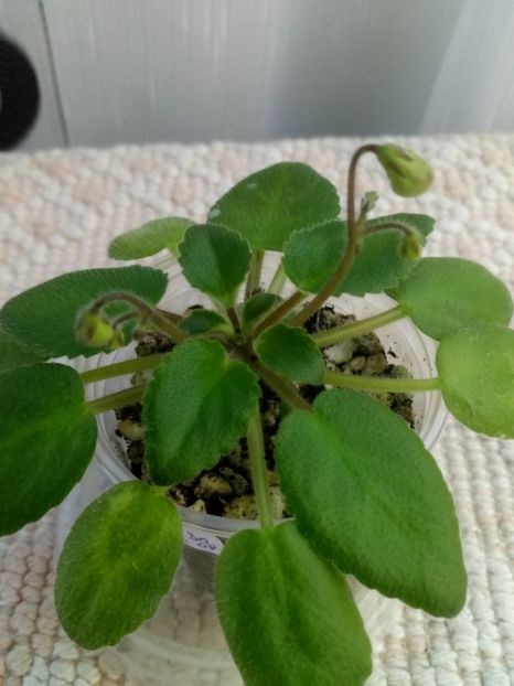 22 nov - Morgan s Sweet Patootie