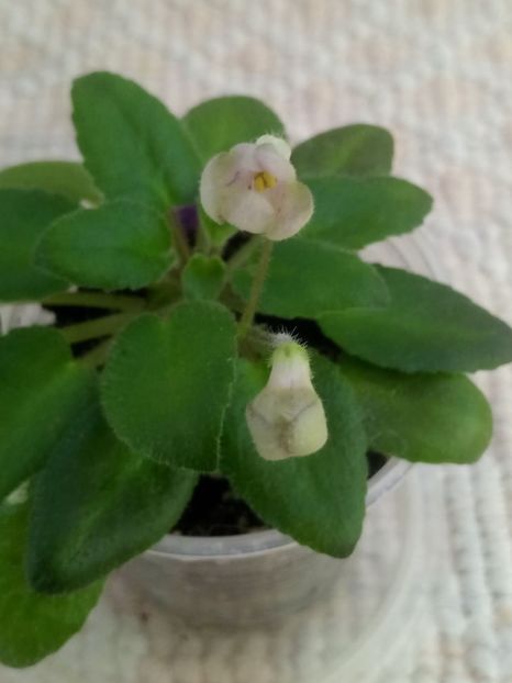 15 dec - Morgan s Sweet Patootie