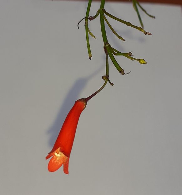  - Diverse plante