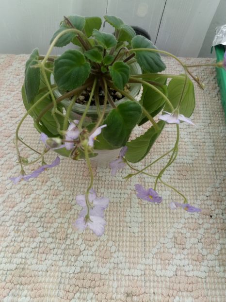 2 ian - Allegro Appalachian Trail