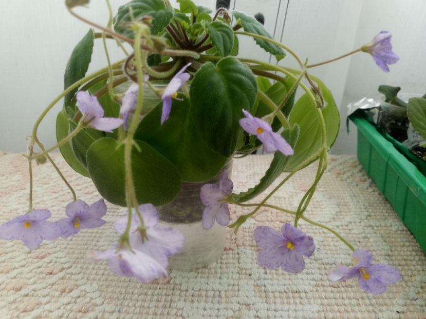 2 ian - Allegro Appalachian Trail