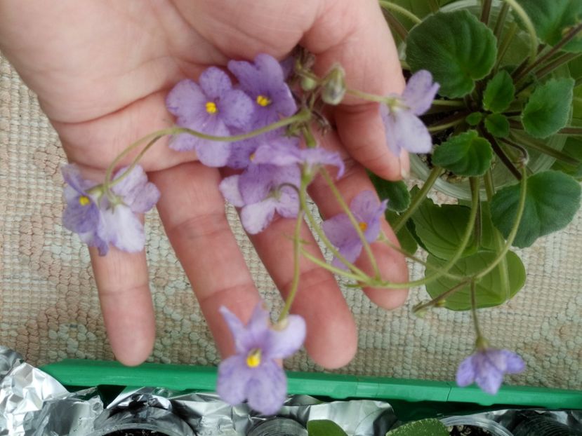 2 ian - Allegro Appalachian Trail