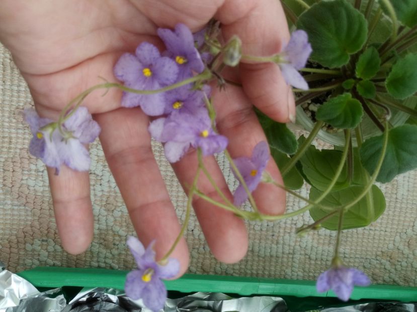 2 ian - Allegro Appalachian Trail