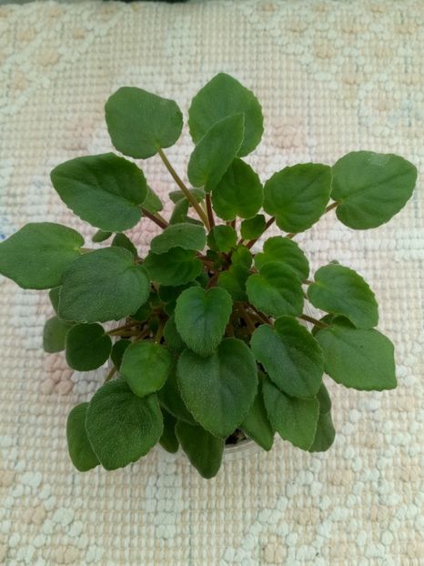 2 ian - Happy Trails