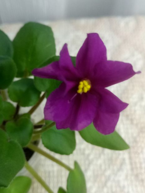 11 dec - Ramblin Sunshine