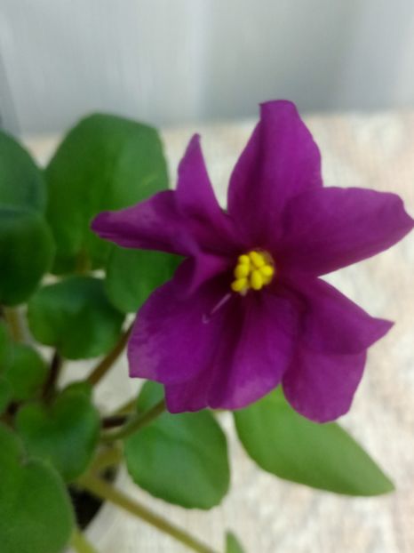 11 dec - Ramblin Sunshine