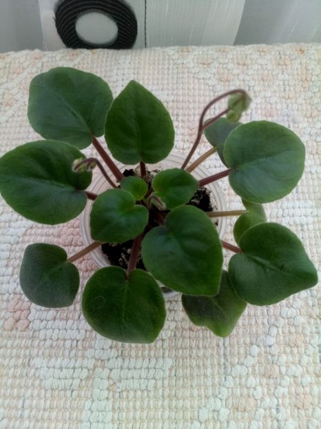 2 ian - ZZ LE Kucheriaviy Chmelj