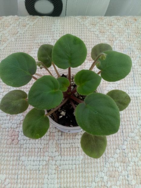 2 ian - LE Wild Hops