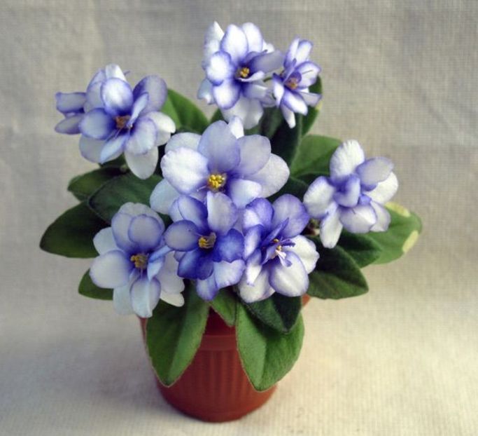 Rob's Loose Noodle poza net - Rob s Loose Noodle