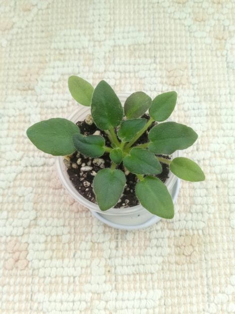 2 ian - Rob s Loose Noodle