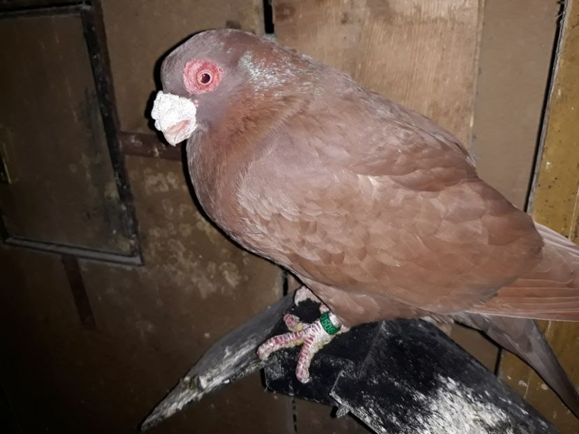 M19 - Indian german 2020