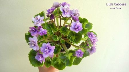 Little  Caboose poza net - Little Caboose