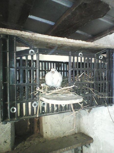 Photo2606 - 91 TURTURELE