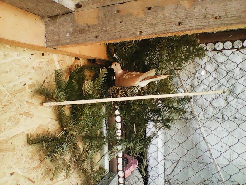 Photo2682 - 91 TURTURELE