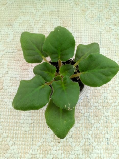 2 ian - Rebel s Rose Bud