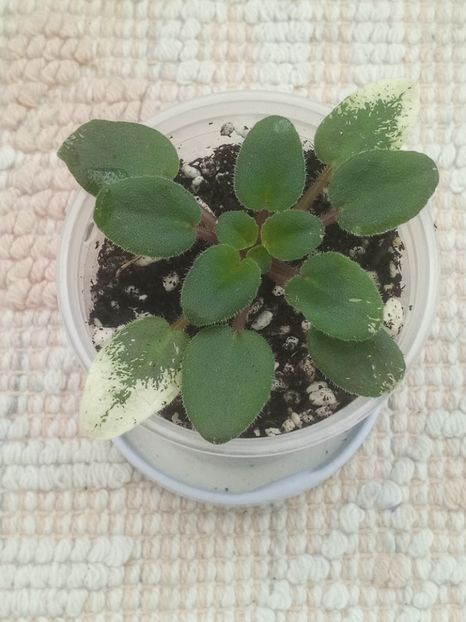 2 ian - Snuggles Delight