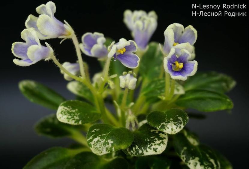 N Lesnoy Rodnik poza net - N Lesnoy Rodnik