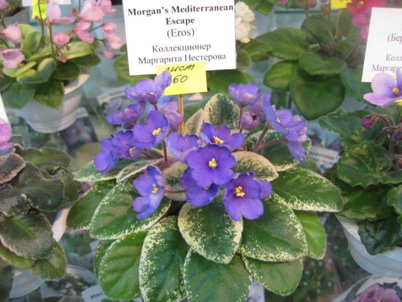 Morgan's Mediterranean Escape poza net - Morgan s Mediterranean Escape