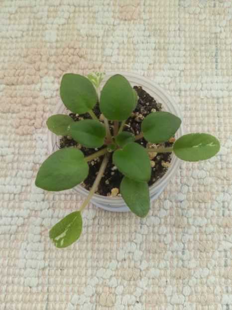 2 ian - Morgan s Mediterranean Escape