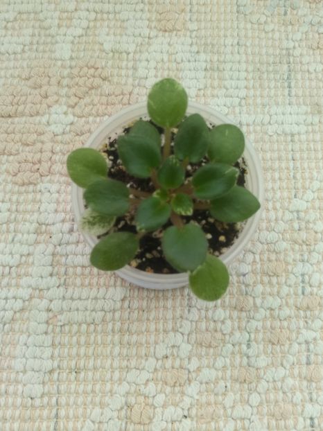 2 ian - Wichita Baby