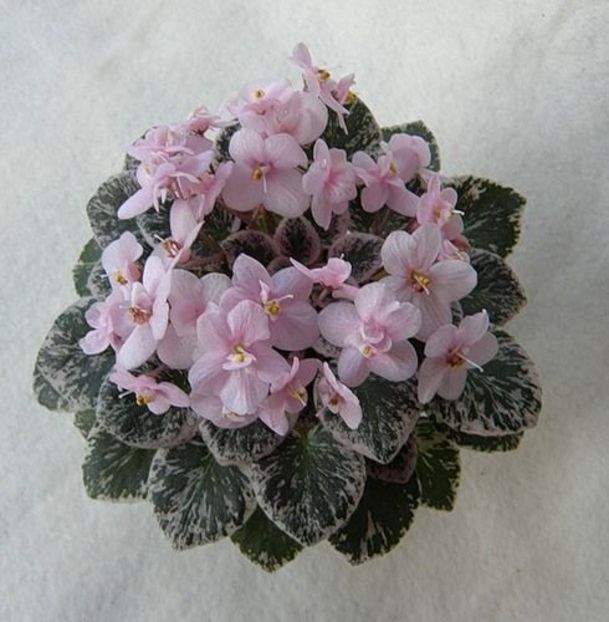 Pink Dove poza net - Pink Dove