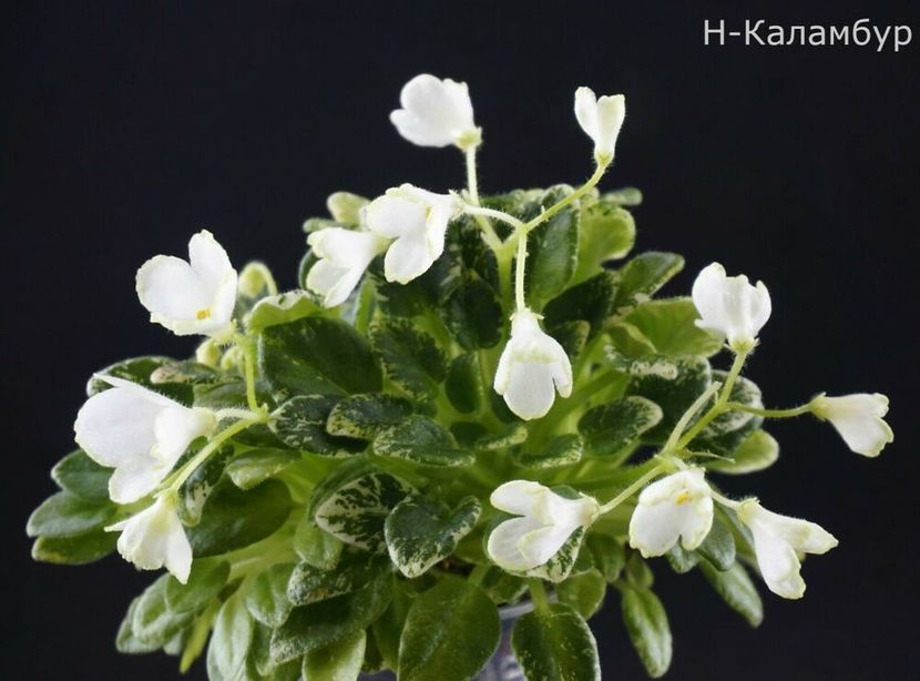 N Kalambur poza net - N Kalambur