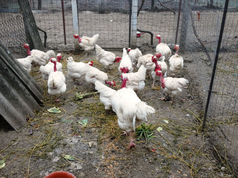 P1040809 - Matca 2020