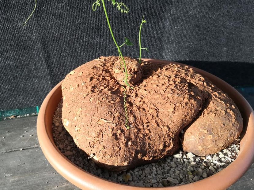 Cyclantheropsis parviflora - Whish list pentru viata urmatoare1