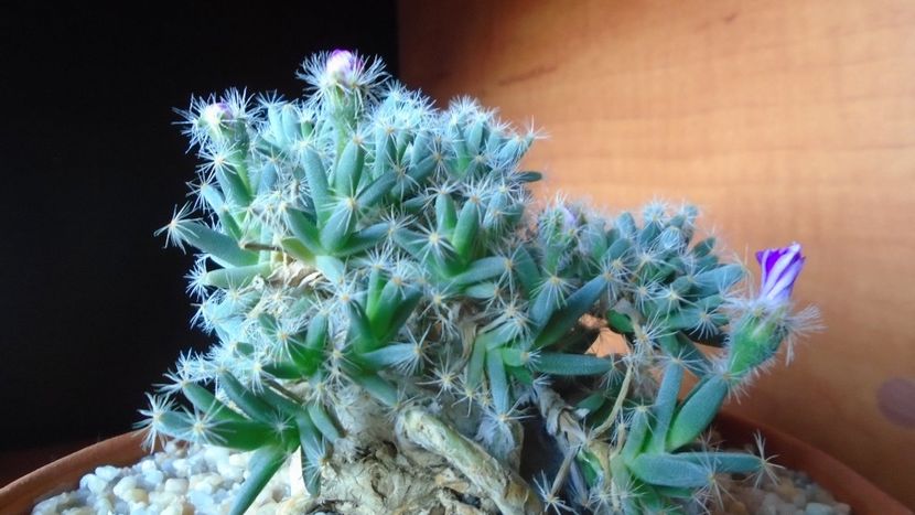 Trichodiadema densum, boboc - Caudiciforme si bulbi 2019 bis