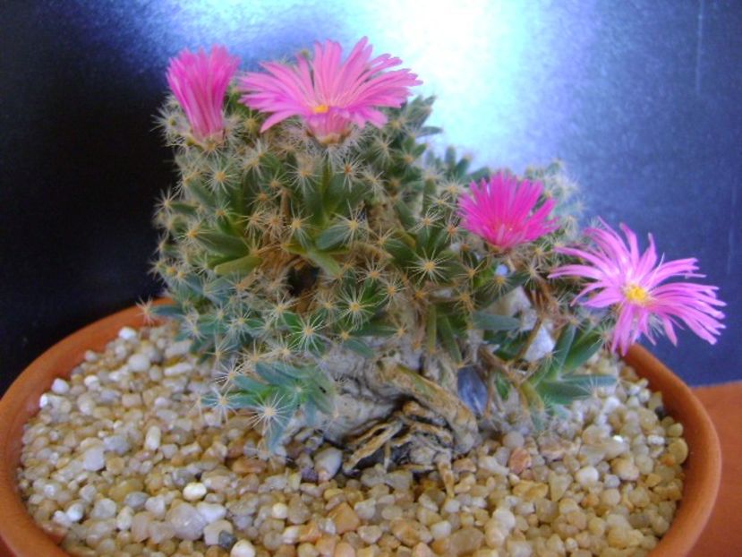 Trichodiadema densum - Caudiciforme si bulbi 2019 bis