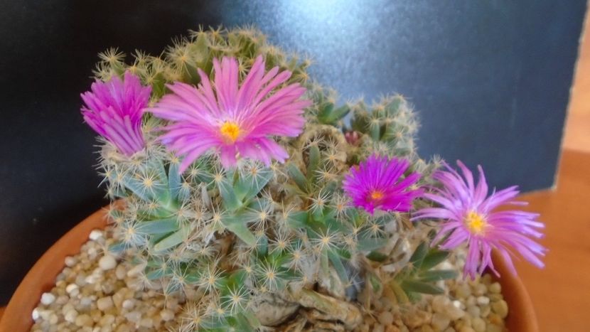 Trichodiadema densum - Caudiciforme si bulbi 2019 bis