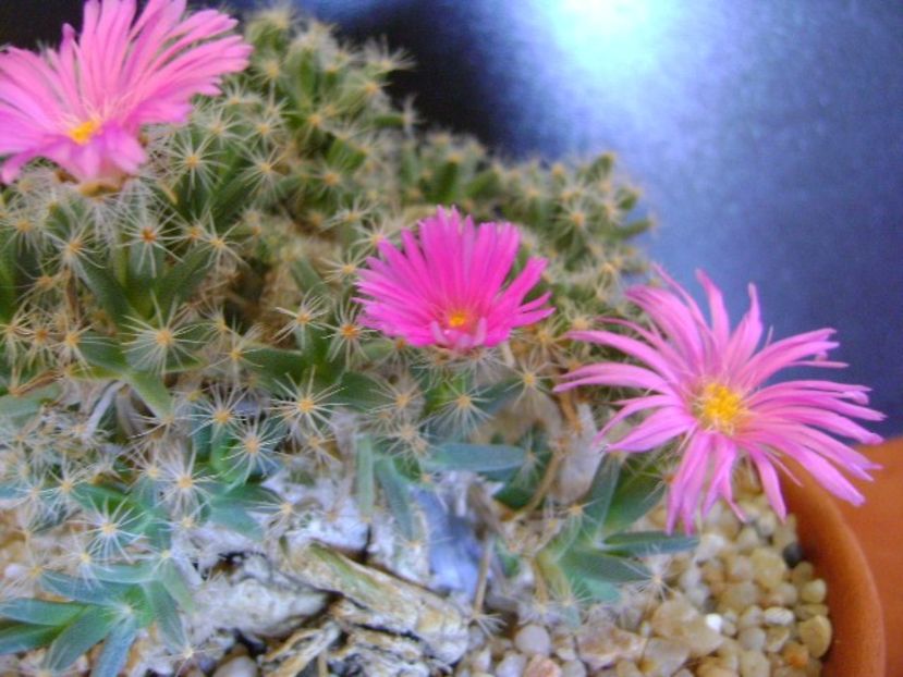 Trichodiadema densum - Suculente 2019