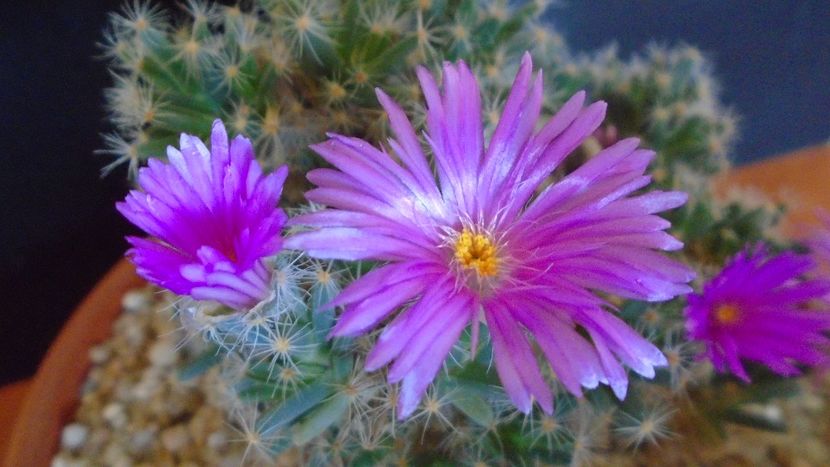 Trichodiadema densum - Suculente 2019