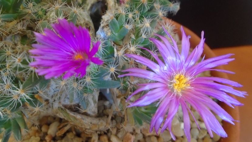 Trichodiadema densum - Suculente 2019