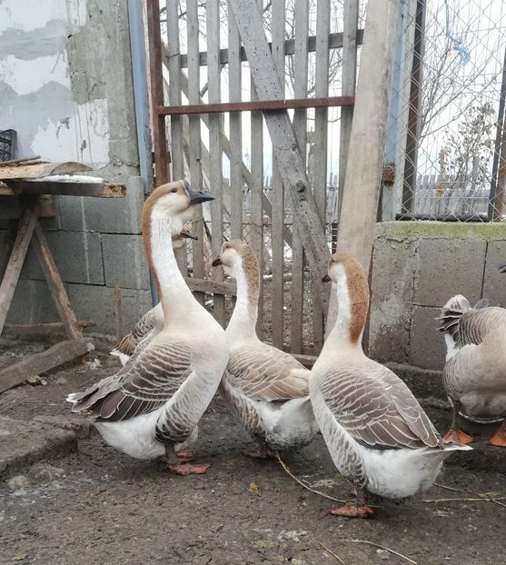  - A2 Gaste africane 2020