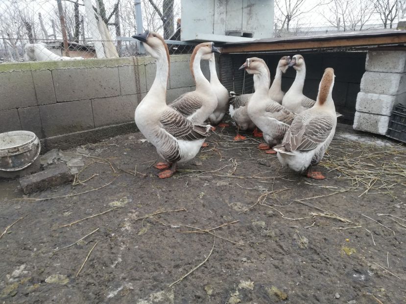  - A2 Gaste africane 2020