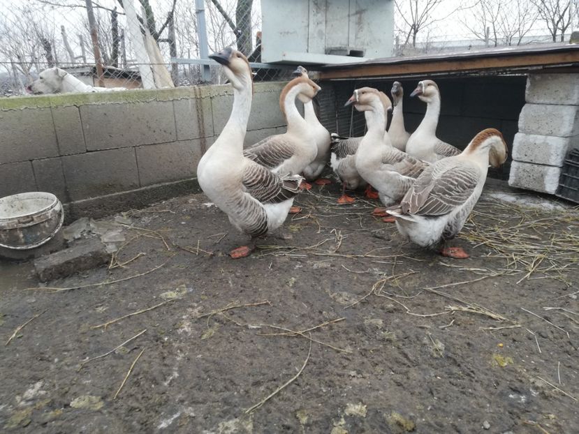  - A2 Gaste africane 2020