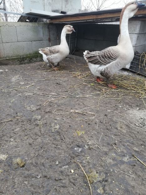  - A2 Gaste africane 2020