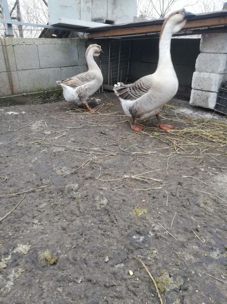  - A2 Gaste africane 2020