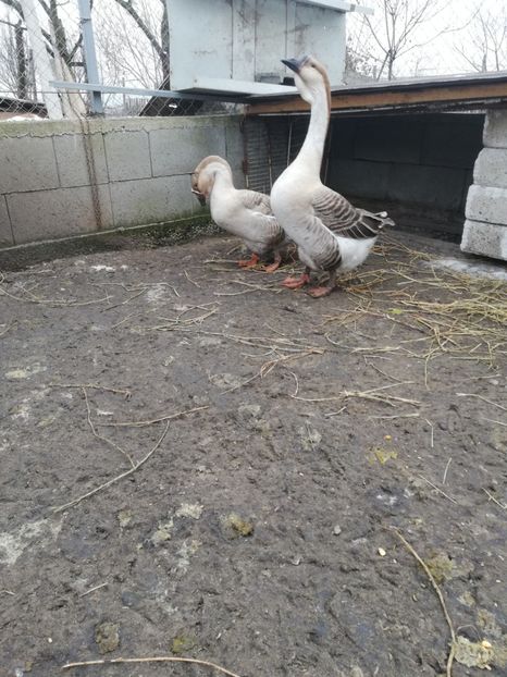  - A2 Gaste africane 2020