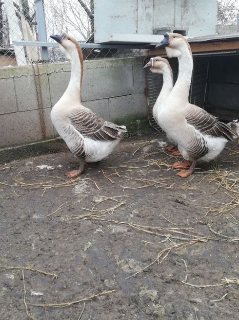  - A2 Gaste africane 2020