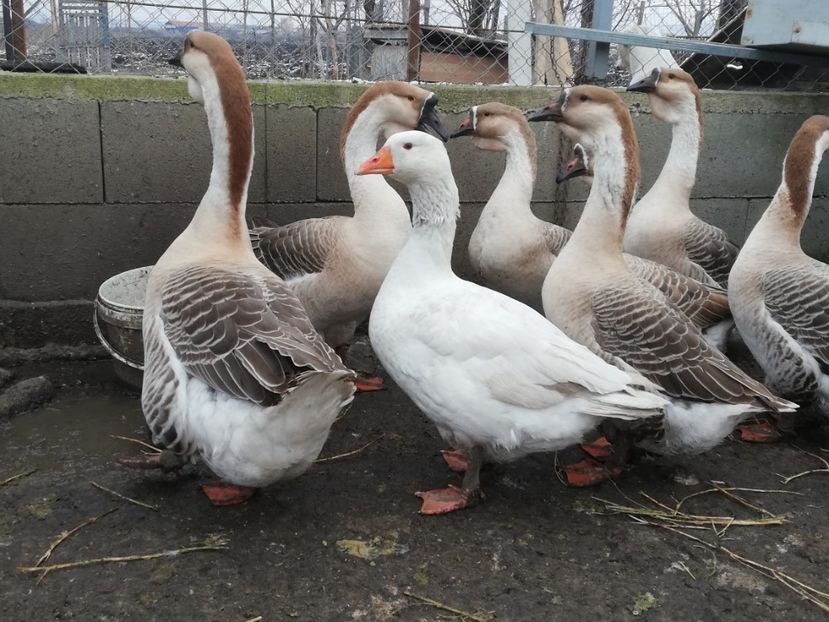  - A2 Gaste africane 2020