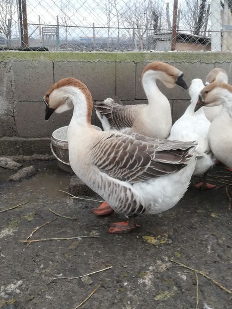  - A2 Gaste africane 2020