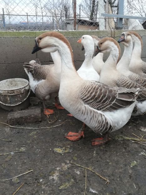  - A2 Gaste africane 2020