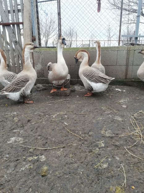  - A2 Gaste africane 2020