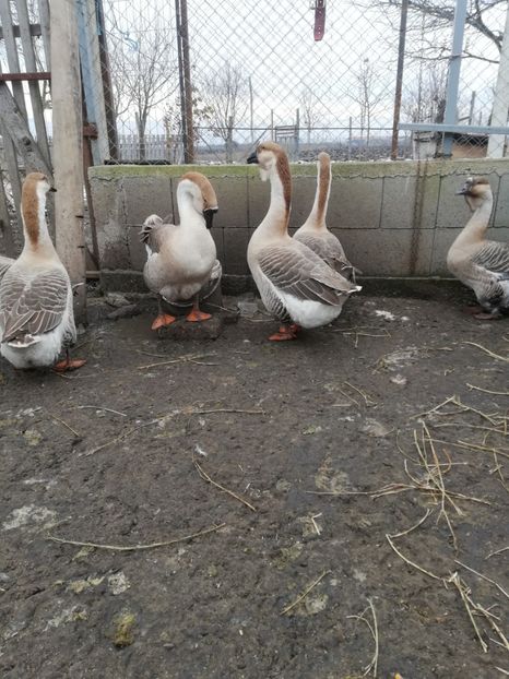  - A2 Gaste africane 2020