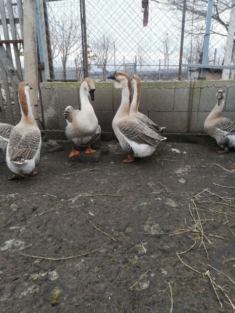  - A2 Gaste africane 2020