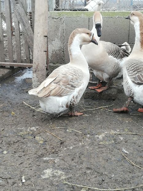  - A2 Gaste africane 2020