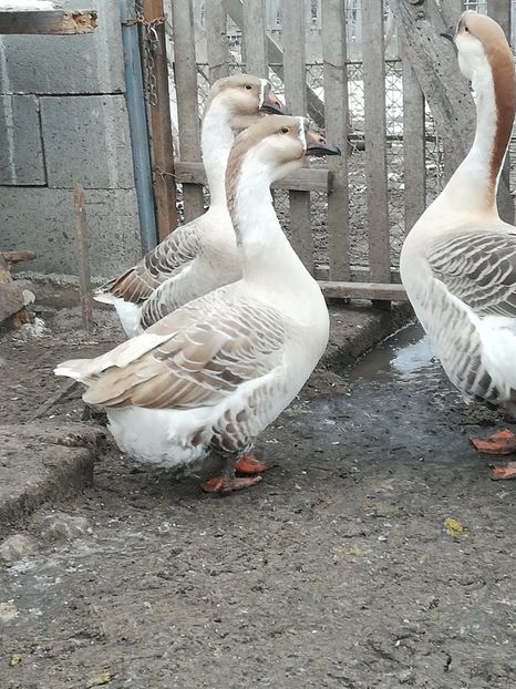  - A2 Gaste africane 2020